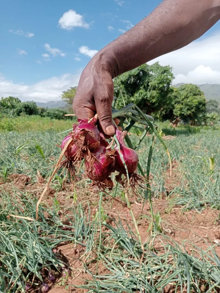 Onions wholesaler in Kenya