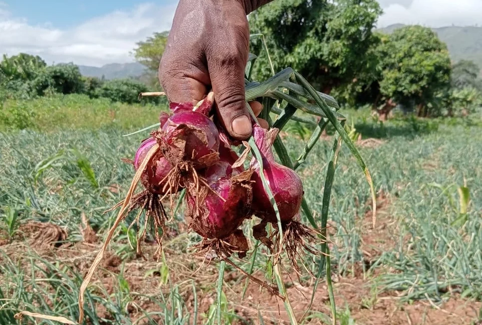 Onions wholesaler in Kenya