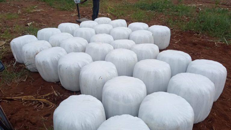 Baled Silage for sale in Nakuru