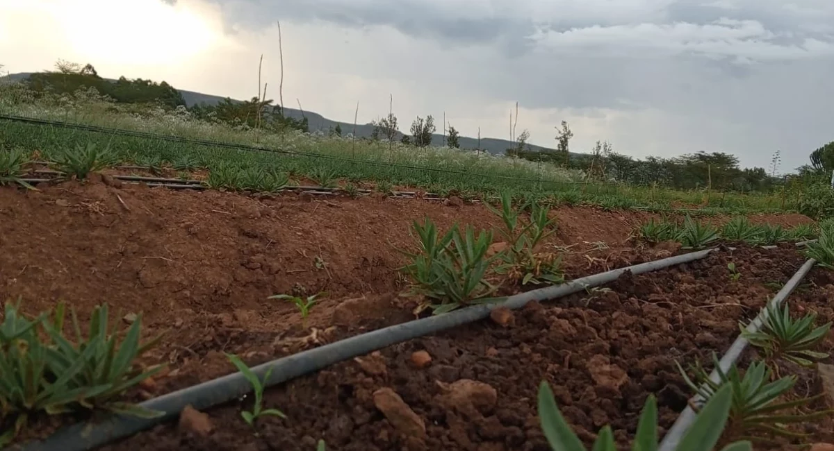 cost of irrigation kit for 1 acre in Kenya