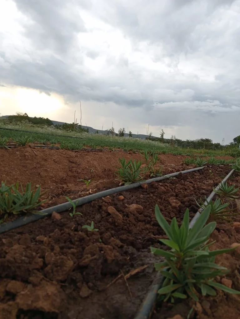 cost of irrigation kit for 1 acre in Kenya