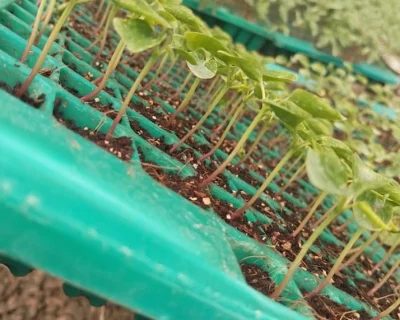 seedlings-trays-for-sale-in-Kenya-2
